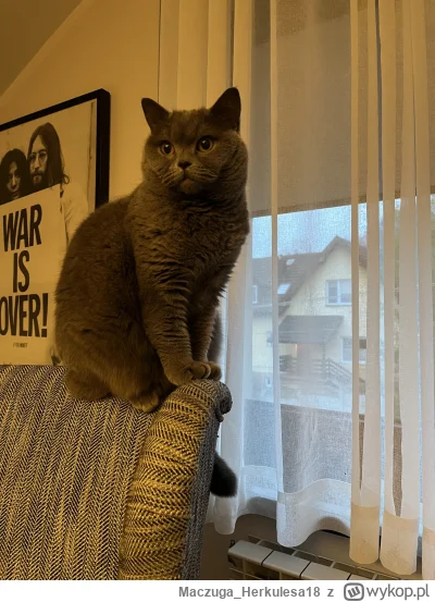 Maczuga_Herkulesa18 - Status kota: grzeczny #pokazkota #koty