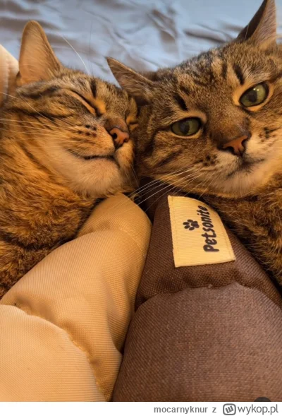 mocarnyknur - #codziennystepan #kitku #koty