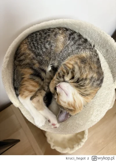 kruci_hegot - #pokazkota #koty #suziq
sesje zdjęciowe strasznie męczą 
rolo z kota