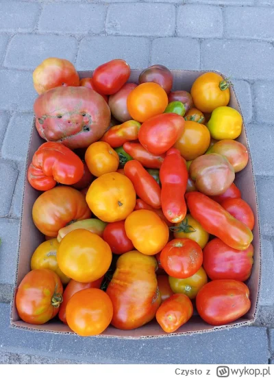 Czysto - #ogrodnictwo Dzisiaj 50 kg pomidorów zebrane, większość idzie na przecier. D...