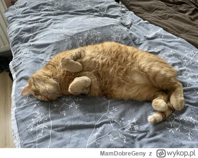 MamDobreGeny - @azunyan @G06DbT