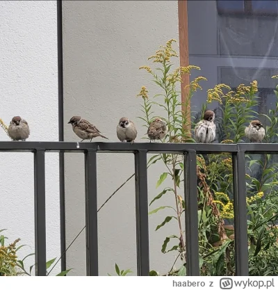 haabero - Gang bróbelków dzisiaj spotkany
#ptaki #smieszneptaszki #warszawa #ornitolo...