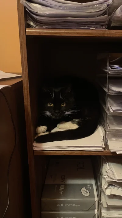 JayM - A Wy co trzymacie na półce w pracy?

#koty #kitku #pokazkota