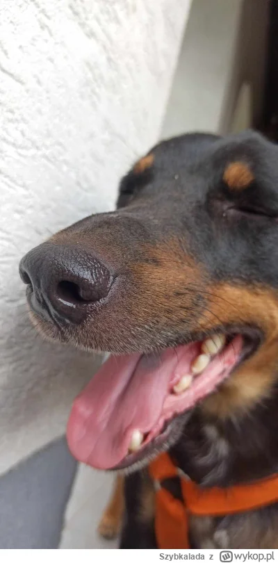 Szybkalada - @wielbicielstormiron mój głąb sie ujarał