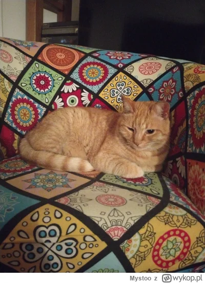 Mystoo - Dobrze że mam moje koty. Mam aż 5 kotów na chacie i dzięki nim nie czuję się...