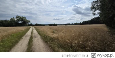 ameliniummm - @EnderWiggin jestem wręcz zakochany w takich zwykłych polno leśnych dro...