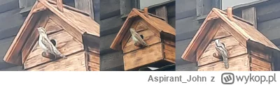 Aspirant_John - Zidentyfikuje ktoś ptoka? Głośno się drze: nagranie
#ornitologia #pta...