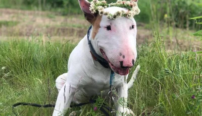 Trombe - Patrzcie jaki piękny kawaler przyszedł! 
#heheszki #humorobrazkowy #psy