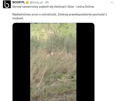 sobor-watykanski - S------l jednak żyje uciekł z talerza golassa
#famemma