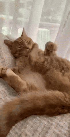 Drom - Męczennik boży.