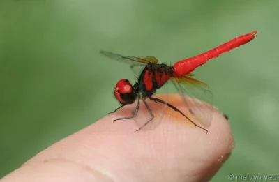 Apaturia - Miniaturowa ważka. Najmniejszą ważką świata jest Nannophya pygmaea, ważka ...