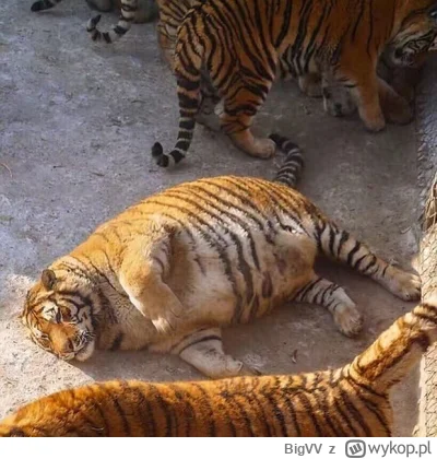 BigVV - #mecz pamiętaj kim jesteś Tomeczek