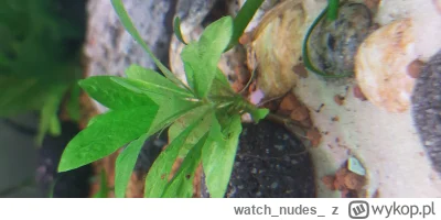 watchnudes - @watchnudes