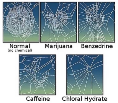 d.....o - Wpływ różnych substancji na pająki.  Także ten tego mirki #narkotykizawszes...