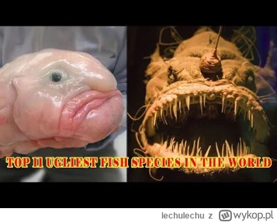 lechulechu - @DeusExMachinarium: major i konon