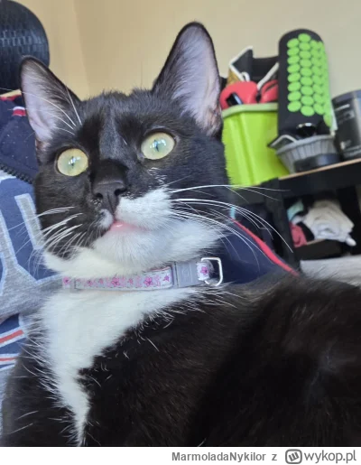 MarmoladaNykilor - #pchelkafanclub #kot