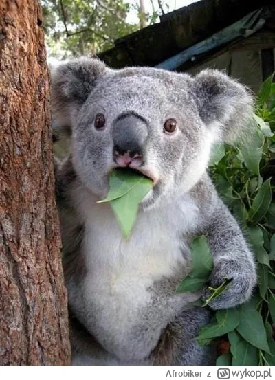 Afrobiker - @STALKER_ Chryste Panie (・へ・)