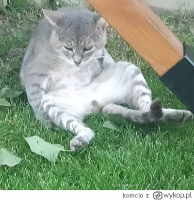 komcio - @PorzeczkowySok moje zdjęcie sprzed 5 lat stało się memem, a koteł ma się do...