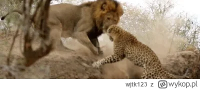 wjtk123 - Czasami zdarza się, że leopard zostanie zaskoczony przez lwy albo nie ma in...