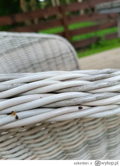 szkiribiri - #ogrod #ogrodnictwo #kiciochpyta mam bardzo dużo takich owadów na działc...