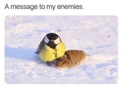 MioMiaMiu - Wstałam dzisiaj w złym humorze. Ostrożnie.