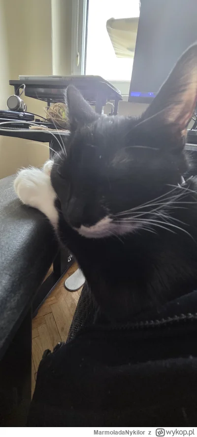 MarmoladaNykilor - #kot #pchelkafanclub