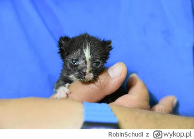 RobinSchudl - @jiddlo: zarąbisty jest. Przypomina mi się Pchełka jak ją znaleźlismy, ...