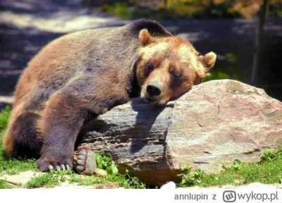 annlupin - po czwartej jusz to można do spania iść nom