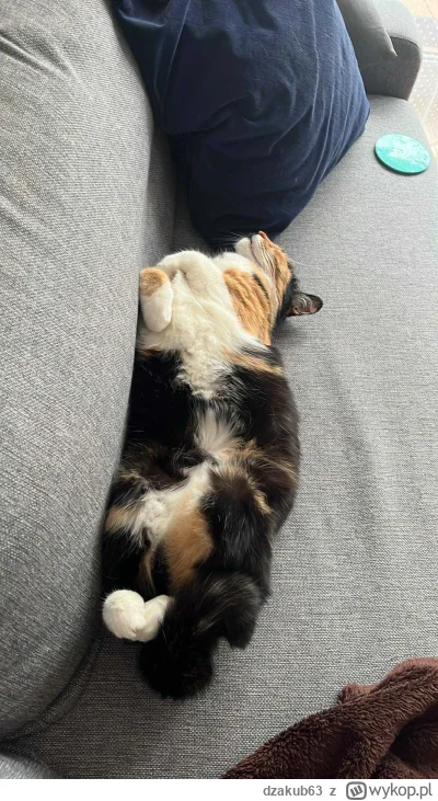 dzakub63 - #pokazkota  Umęczona po nocy spania