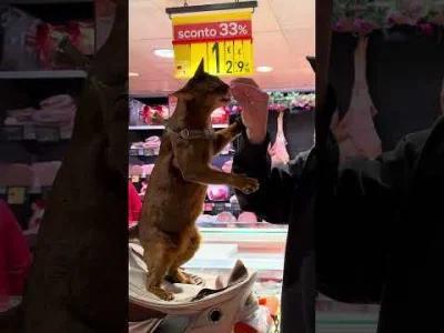 labubu_content - Lecimy z propagandą, bo trochę się zważyłem! #psiarze
KC AS xD