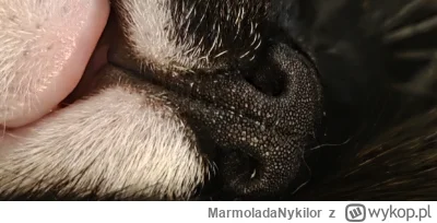 MarmoladaNykilor - #pchelkafanclub #kot