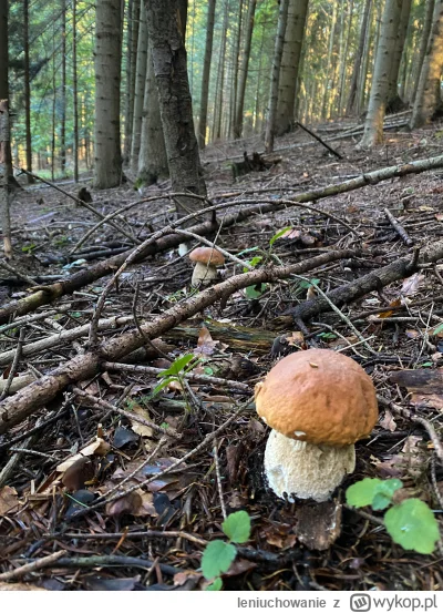 leniuchowanie - #grzyby
