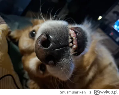 Snusmumriken_ - @simpiara moja mordeczka xD