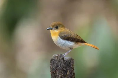 Lifelike - Muchołówka palawańska (Ficedula platenae)
Autor
#photoexplorer #fotografia...