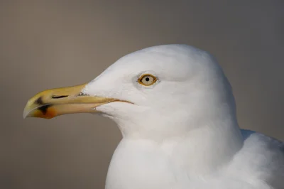 napiszenamirko - a tu mewa srebrzysta