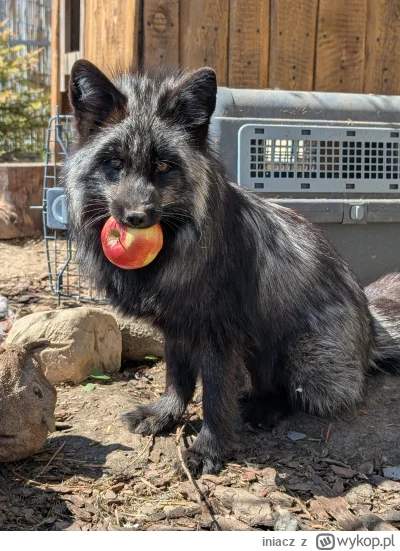 iniacz - Lisica Jaga przyniosła Ci jabłuszko. 
#pokazlisa #zwierzaczki #smiesznypiese...
