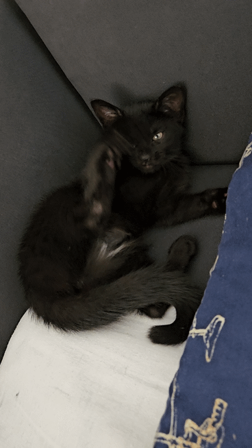 RicoElectrico - #pokazkota #codziennykotopetany
Mała Kropka