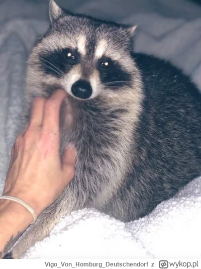 VigoVonHomburg_Deutschendorf - Mizianie szopensa
#szopeknadzis