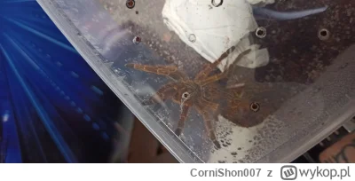 C.....7 - #ptaszniki ale se zajebistego murinisa sprawiłem. Kobieta mnie zabije jak g...