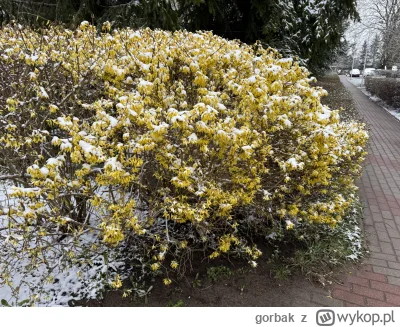 gorbak - @paczpan23 chyba trollujesz, dzis w nocy 0 stopni bylo, a jakies 13 dni temu...