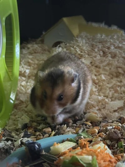 CocoaGrower - #chomiki #chomiksyryjski