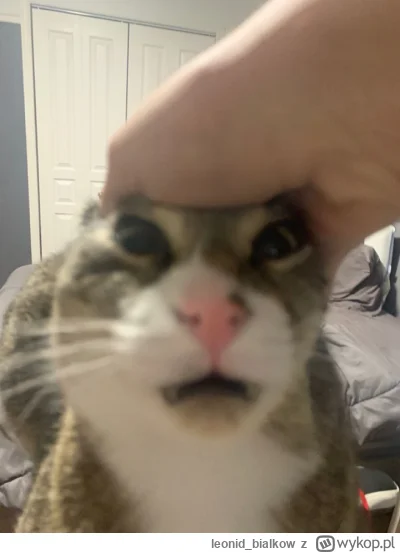 leonid_bialkow - @annlupin: łypa boli ogunie