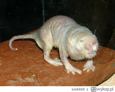 smk666 - >Jakie zwierzę jest brzydkie?

@Cisek44: 
Golec.