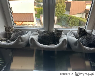 szarley - Tak to się można budzić 乁(♥ ʖ̯♥)ㄏ

#koty #pokazkota