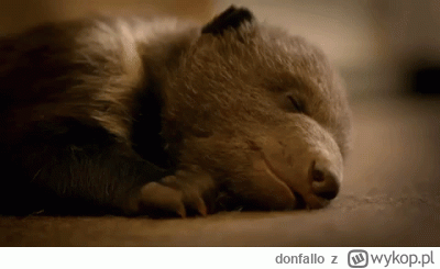 donfallo - @annlupin: