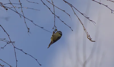 s.....n - #ptasiewybryki 
Jak już tak sikorkowo to pamiętam tą cute modraszkę (｡◕‿‿◕｡...