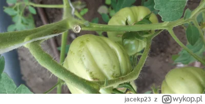 jacekp23 - Kojarzy ktoś z pod tagu #pomidory co to za choroba?
#ogrodnictwo #uprawiaj...