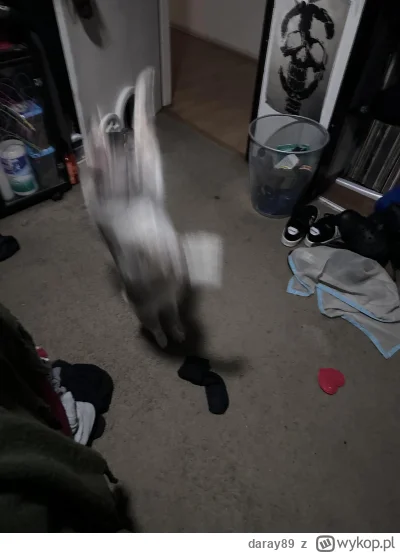 daray89 - #codziennykotopetany #dziwnekotki