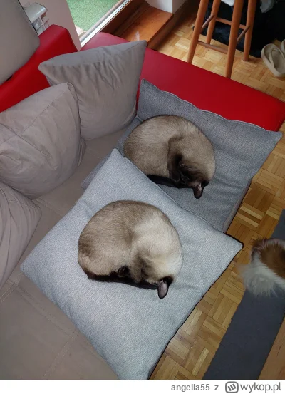 angelia55 - Czy kitku mogą plusa, dzisiaj miałam klonową sytuację  ( ͡º ͜ʖ͡º).

#koty...