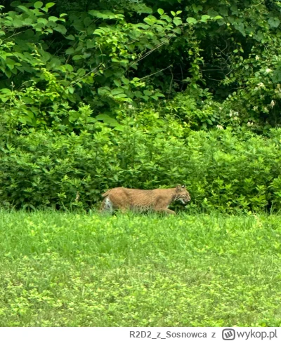 R2D2zSosnowca - @NecerNeu daj dla ludzi z aparatami z obiektywem, mnóstwo ptactwa szc...
